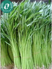 Hạt giống rau muống