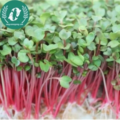 Hạt giống rau mầm