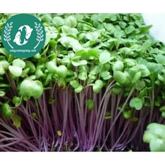 Hạt giống rau mầm
