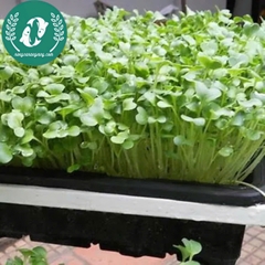 Hạt giống rau mầm