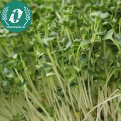Hạt giống rau mầm