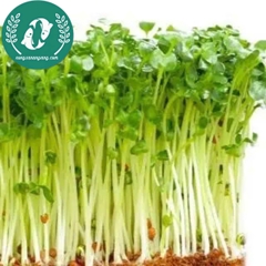 Hạt giống rau mầm
