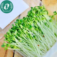 Hạt giống rau mầm