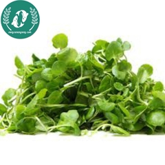 Hạt giống rau mầm