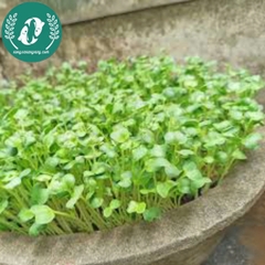 Hạt giống rau mầm