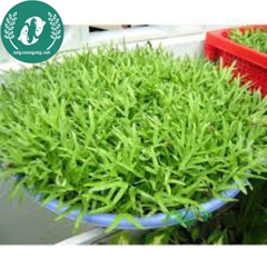 Hạt giống rau mầm