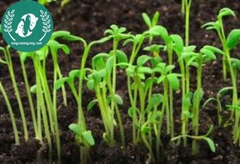 Hạt giống rau mầm