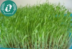 Hạt giống rau mầm