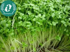 Hạt giống rau mầm