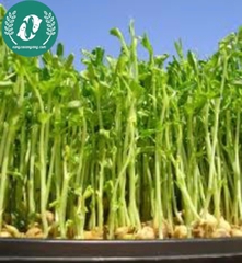 Hạt giống rau mầm