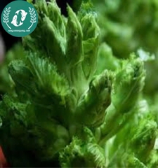 Hạt giống cải mầm đá