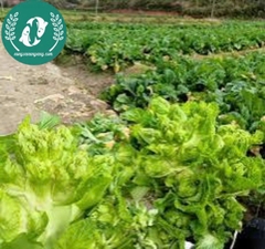 Hạt giống cải mầm đá