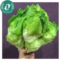 Hạt giống cải mầm đá