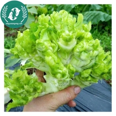 Hạt giống cải mầm đá