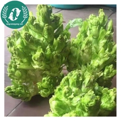 Hạt giống cải mầm đá