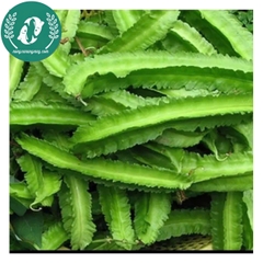 Hạt giống đậu rồng