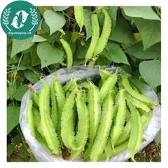 Hạt giống đậu rồng