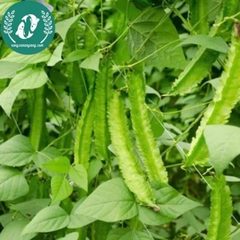 Hạt giống đậu rồng
