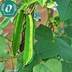 Hạt giống đậu rồng