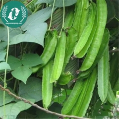 Hạt giống đậu rồng