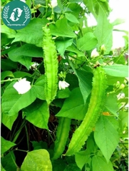 Hạt giống đậu rồng