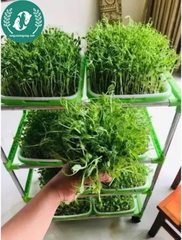 Hạt Giống Đậu Hà Lan – Vườn Nhà Xanh, Ăn Ngon Tươi