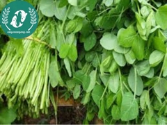 Hạt Giống Đậu Hà Lan – Vườn Nhà Xanh, Ăn Ngon Tươi