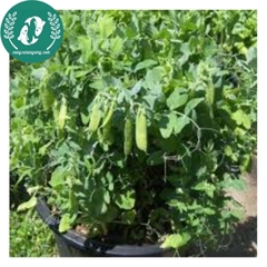 Hạt Giống Đậu Hà Lan – Vườn Nhà Xanh, Ăn Ngon Tươi