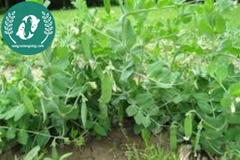 Hạt Giống Đậu Hà Lan – Vườn Nhà Xanh, Ăn Ngon Tươi