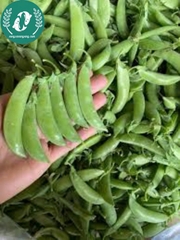 Hạt Giống Đậu Hà Lan – Vườn Nhà Xanh, Ăn Ngon Tươi