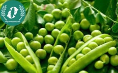 Hạt Giống Đậu Hà Lan – Vườn Nhà Xanh, Ăn Ngon Tươi