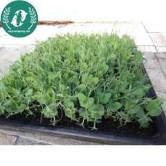 Hạt Giống Đậu Hà Lan – Vườn Nhà Xanh, Ăn Ngon Tươi