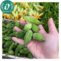 Hạt giống mướp đắng (khổ qua)