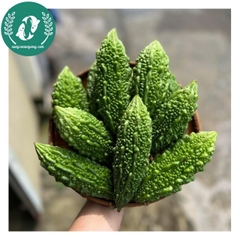 Hạt giống mướp đắng (khổ qua)