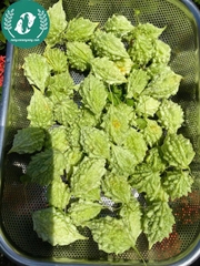 Hạt giống mướp đắng (khổ qua)