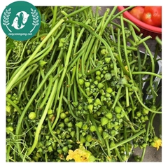 Hạt giống bí siêu nụ