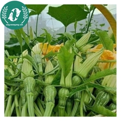 Hạt giống bí siêu nụ