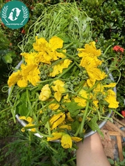 Hạt giống bí siêu nụ