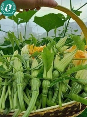 Hạt giống bí siêu nụ