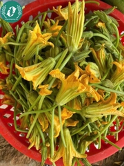 Hạt giống bí siêu nụ