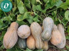 Hạt giống bí đỏ mật