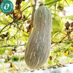 Hạt giống bí đỏ mật