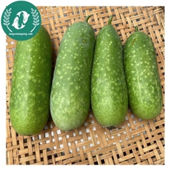 Hạt giống bí đao xanh (bí sặt)