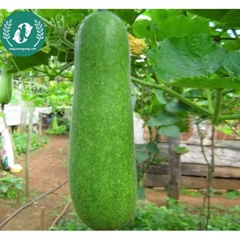 Hạt giống bí đao xanh (bí sặt)