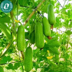 Hạt giống bí đao xanh (bí sặt)