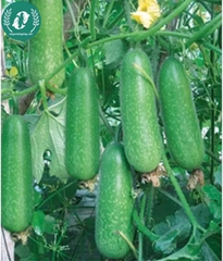 Hạt giống bí đao xanh (bí sặt)