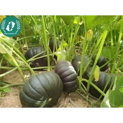 Hạt giống bí bánh xe