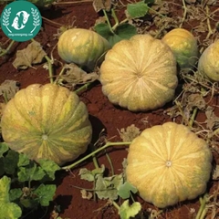 Hạt giống bí bánh xe