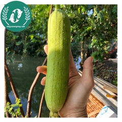 Hạt giống mướp hương