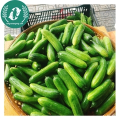 Hạt giống dưa chuột